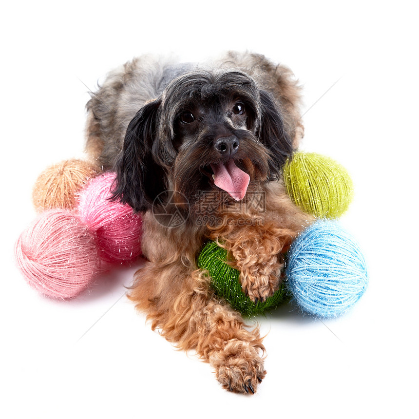 装饰性狗和羊毛球棕色小狗羊毛哺乳动物动物猎犬犬类爪子快乐幸福图片