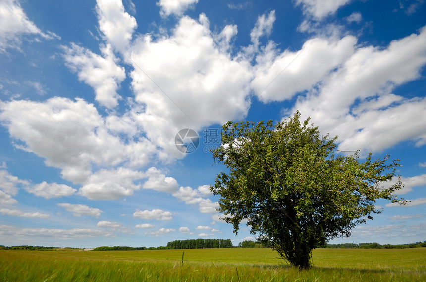 字段上的树季节孤独生长蓝色地平线场景农田公园国家远景图片