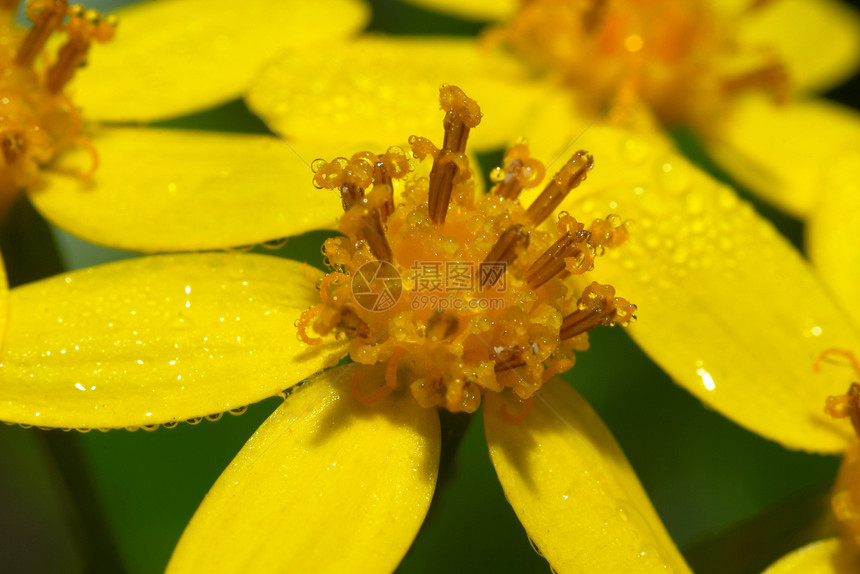 黄花季节黄色植物学植物群植被树叶草药花瓣花园植物图片