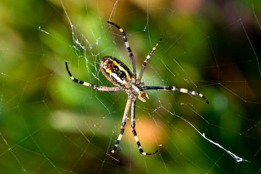 蜘蛛 阿吉波布伦尼奇黑色危险宏观漏洞捕食者食肉生活昆虫野生动物黄色图片