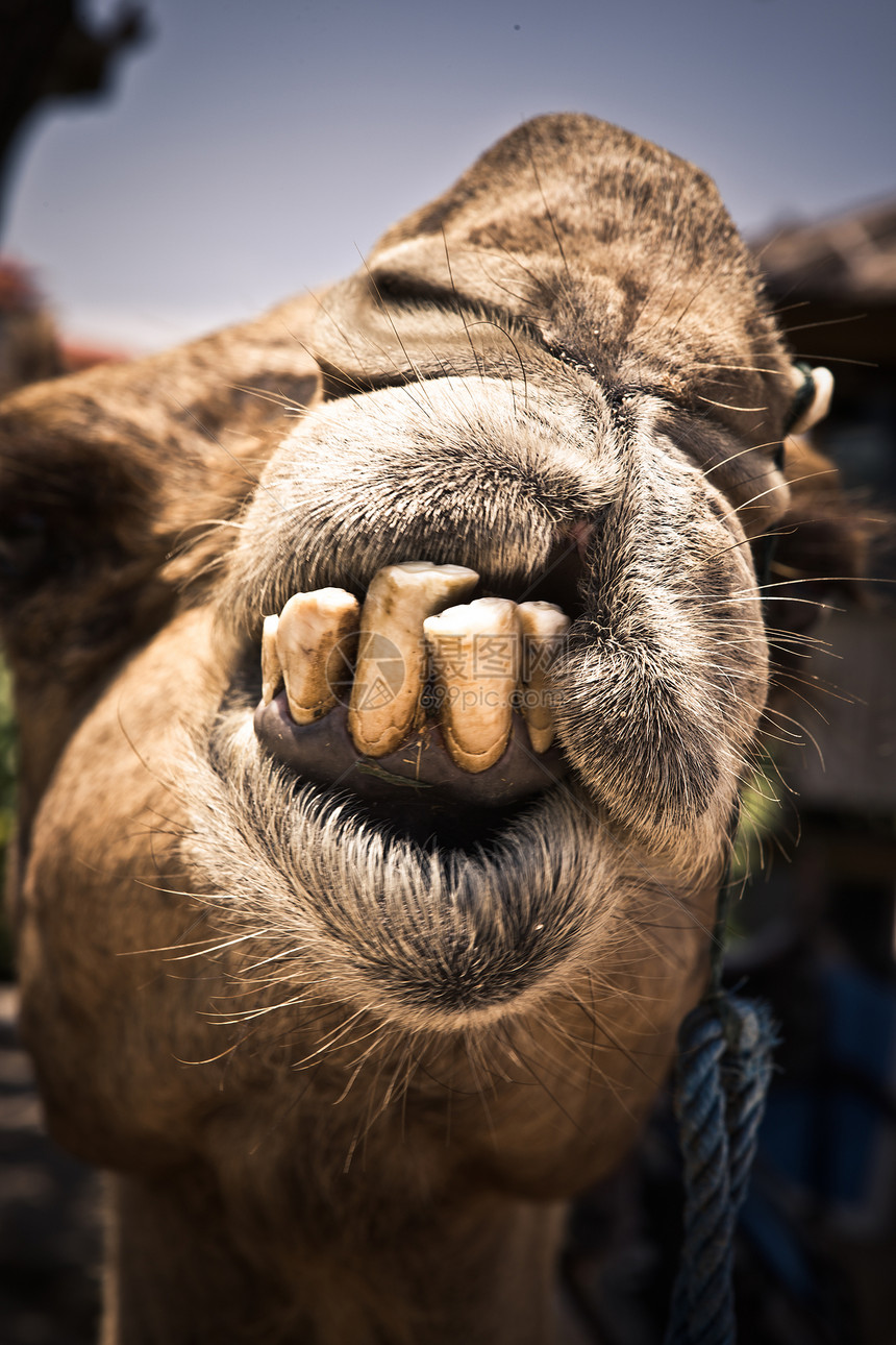 牙牙坏的幽默骆驼图片