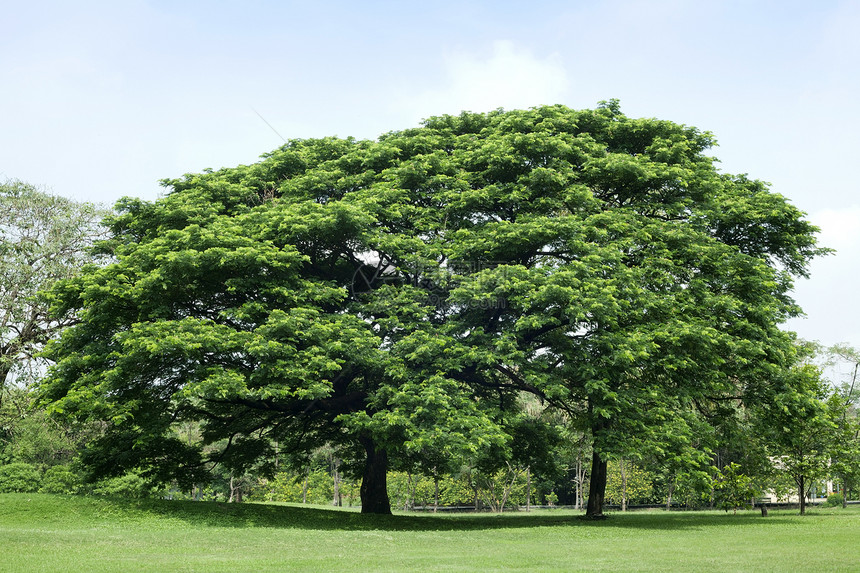 绿公园中的树天空风景绿色长椅季节植物环境森林叶子蓝色图片