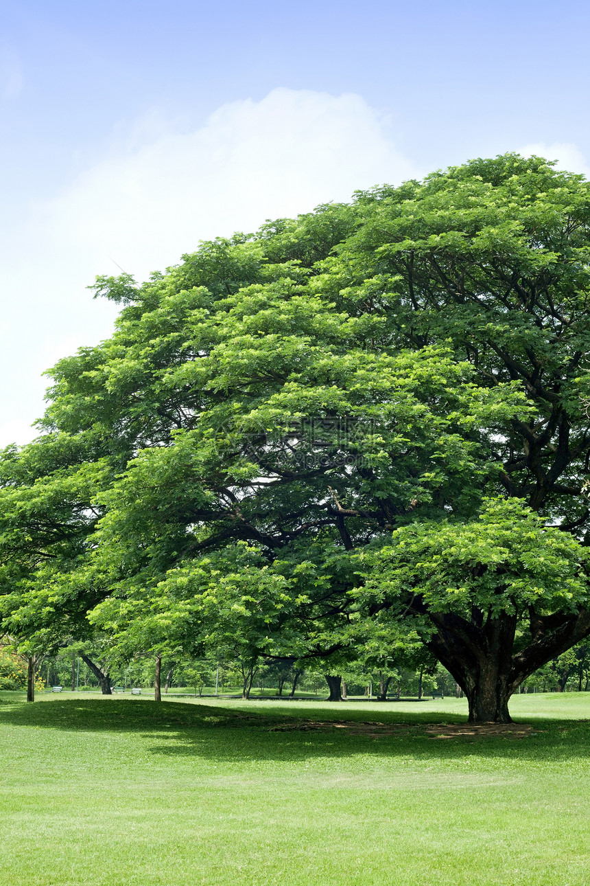 绿公园中的树植物蓝色树干长椅天空森林绿色环境季节风景图片