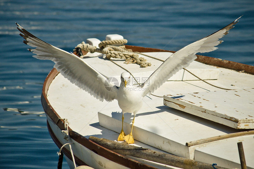 海鸥从船上飞走图片