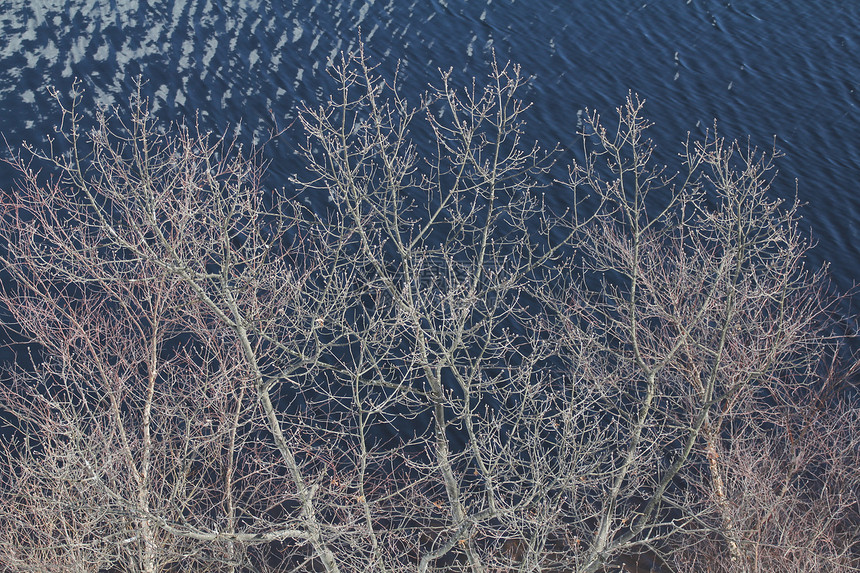 育苗湖美丽的树枝分支图片