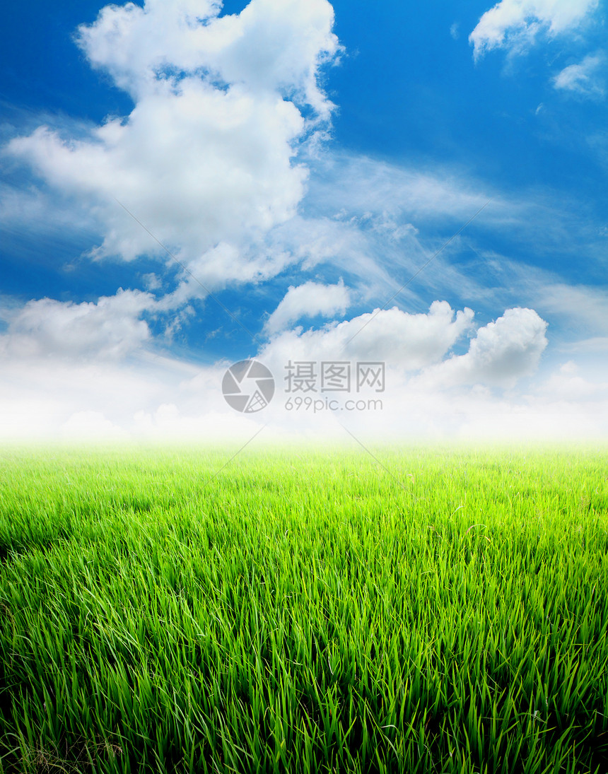 蓝天空的农业稻田图片