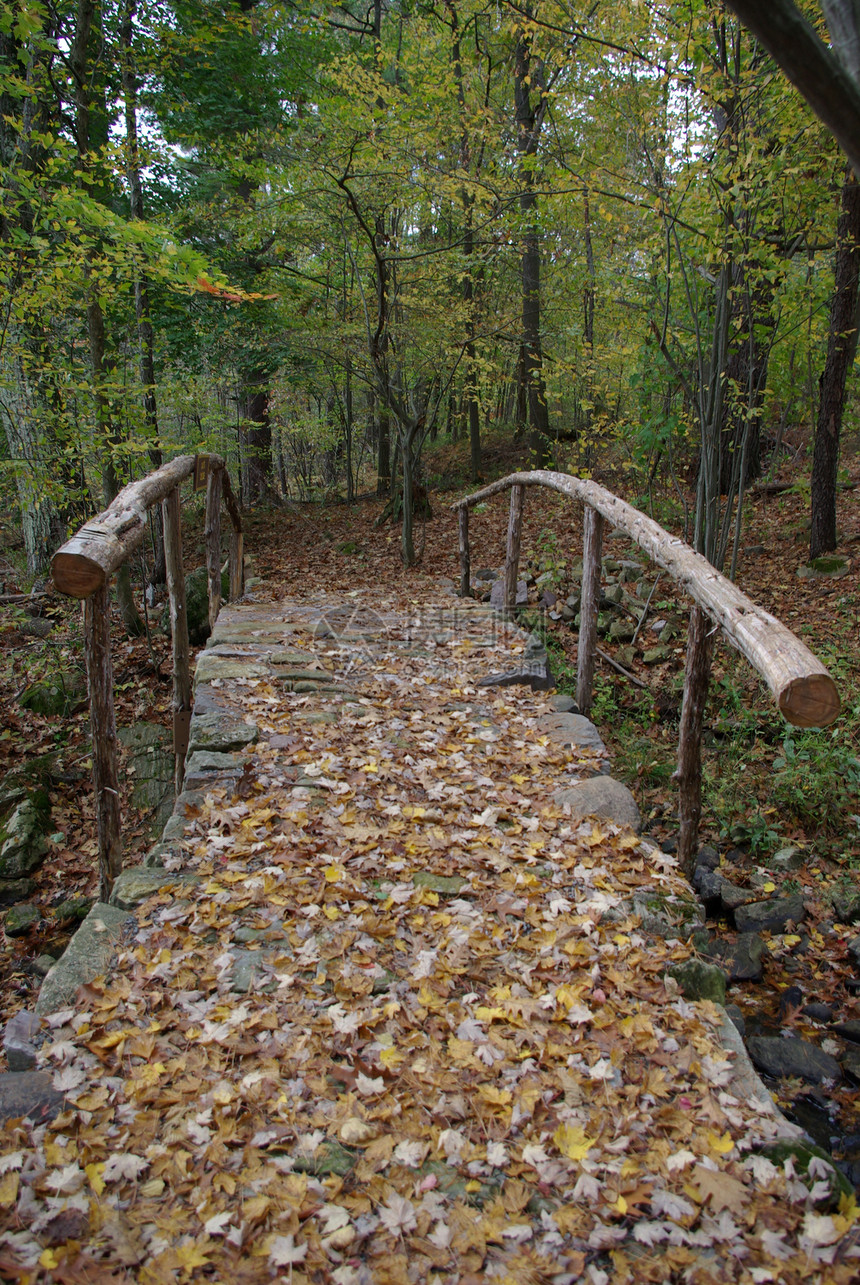 徒步路线季节扶手森林树叶树木石头图片
