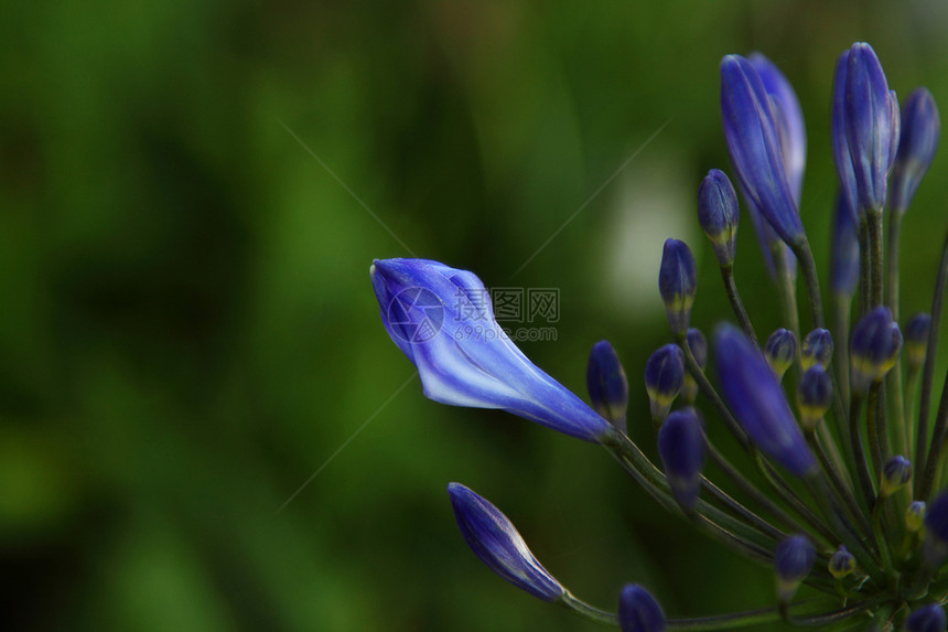 蓝花花自然绿色植物植物学蓝色植物群图片