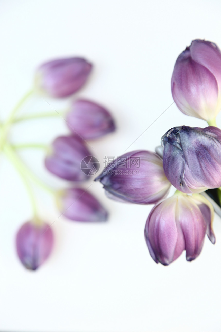 新鲜的紫色郁金香图片
