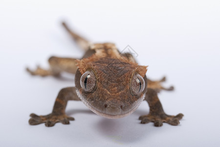 喀里多尼亚角形壁虎异国爬行动物动物尾巴雨林爬虫野生动物生物濒危纤毛虫背景