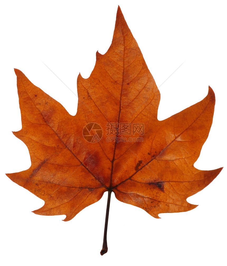 秋天的绿叶橙子植物学金子微距棕色季节性摄影植物宏观梧桐树图片