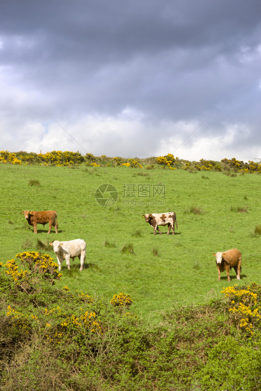 爱尔兰牛群在山丘上的田地放牧图片