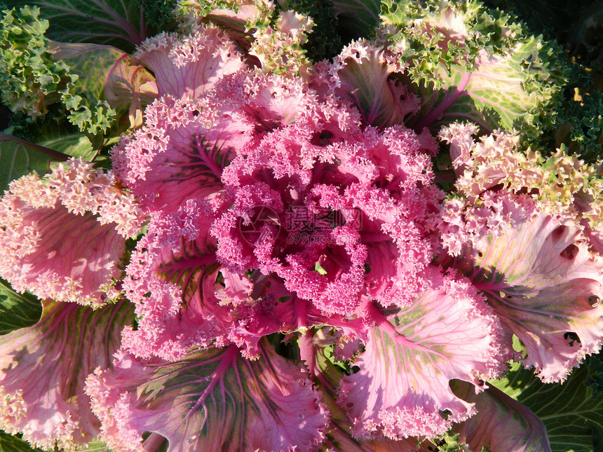 开花椰花植物波浪状绿色粉色花瓣海浪果菜园公园花园图片