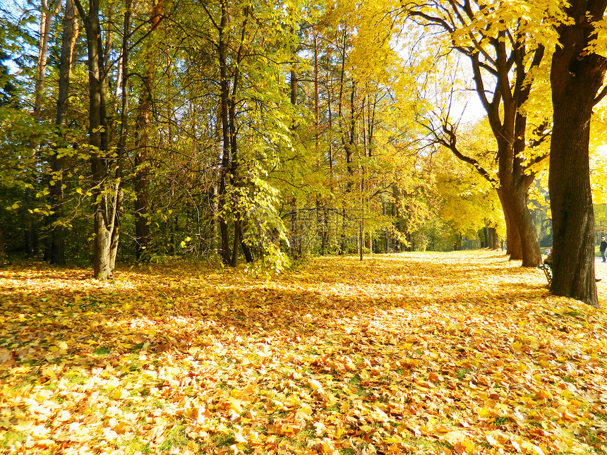 秋季花园幸福黄色树叶木头秋草太阳橙子植物沥青图片