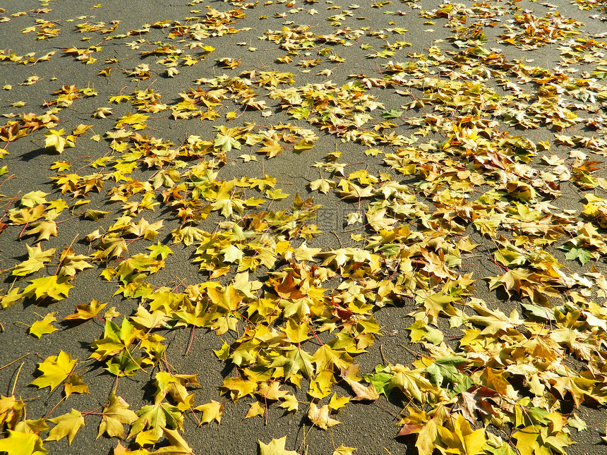 树叶黄色木头地毯植物花园金子橙子太阳地面沥青图片