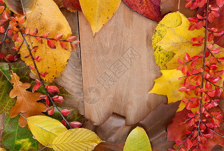秋季背景树木木头季节性叶子黄色框架红色森林植物边界背景图片