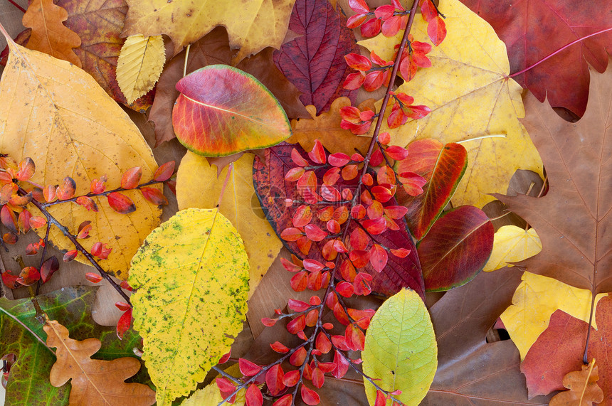 秋叶叶植物季节木头黄色季节性红色树木橙子叶子森林图片