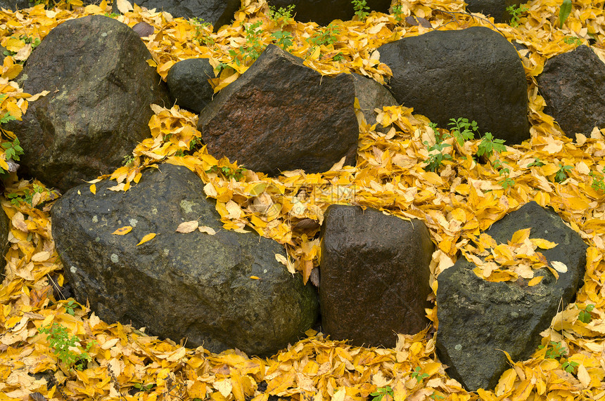 秋树树红色叶子岩石橙子绿色浆果季节棕色石头图片