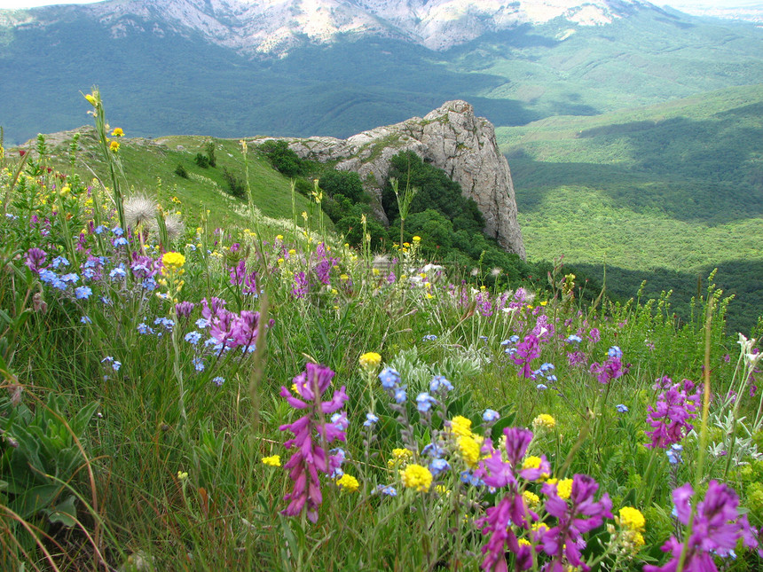 自然天空森林花朵草地绿色岩石全景树叶悬崖香味图片