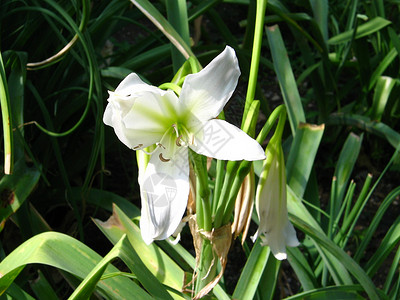 利里公园花瓣植物白色花朵水族馆荷花花园背景图片