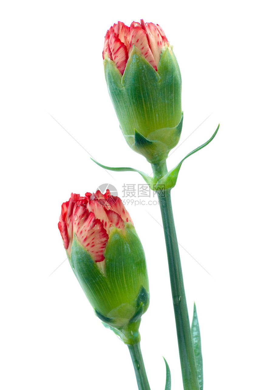 康乃馨红色植物群白色绿色花瓣水滴黄色植物图片