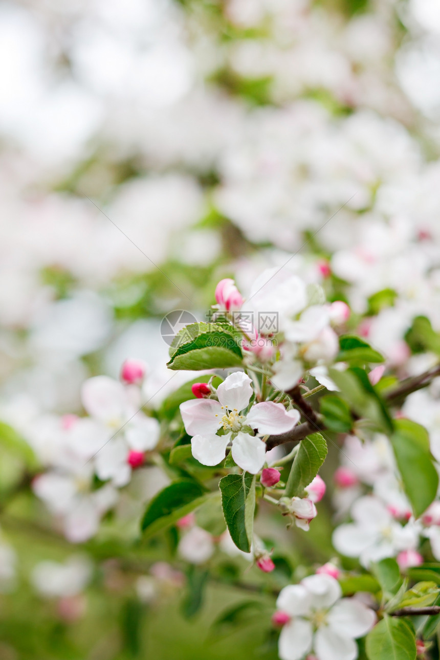 粉红苹果花花李子生长白色绿色叶子宏观公园花园季节植物群图片