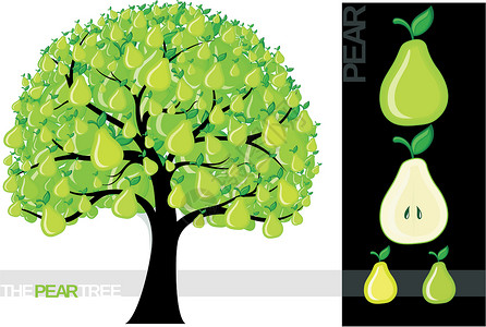 梨树树叶收成绘画绿色叶子卡通片食物水果插图季节背景图片