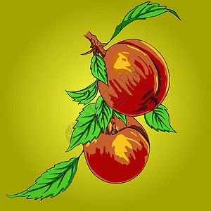 两颗桃子 树枝上有叶子 浅色背景种子橙子茶点热带肉质植物红色营养团体白色插画