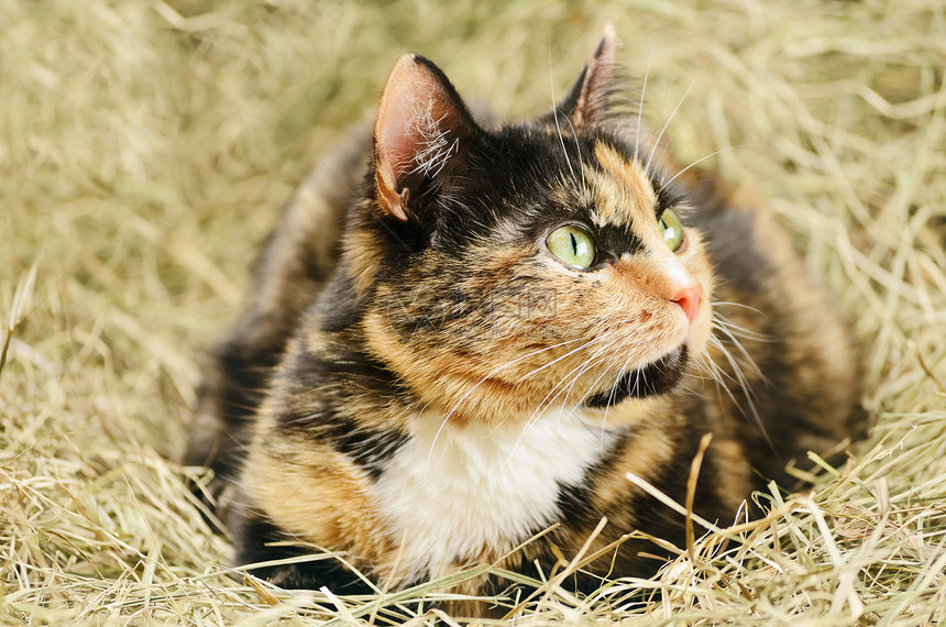 猫类宠物流浪猫干草动物群动物乡村远亲草垛稻草家畜图片