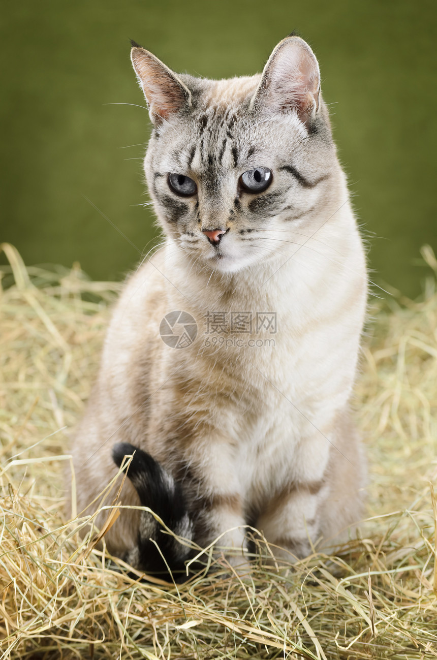 猫类宠物稻草乡村远亲动物动物群家畜流浪猫草垛干草图片
