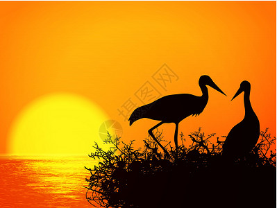 斯托克巢飞行野生动物插图荒野日落环境动物橙子夫妻生态设计图片