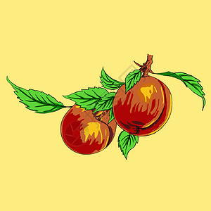 两颗桃子 树枝上有叶子 浅色背景绿色红色食物水果肉质插图黄色树叶插画