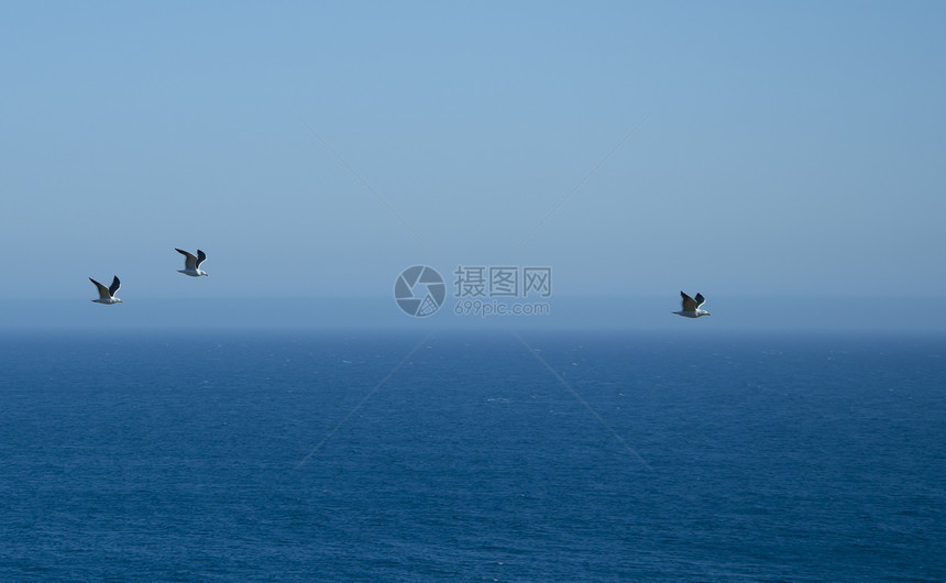 海洋上三海鸥图片