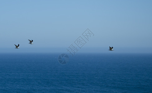 海洋上三海鸥背景图片