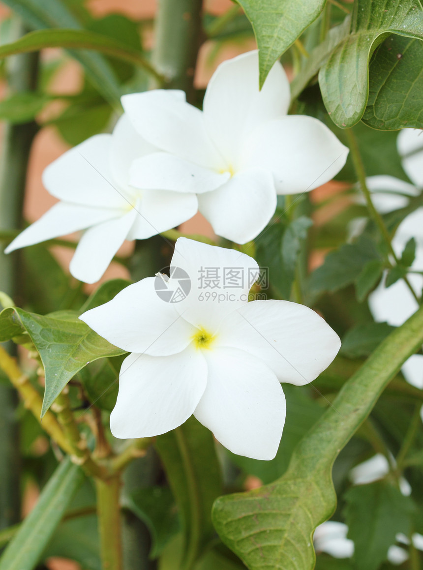 白色栀子花热带温泉花瓣香味叶子植物植物群树叶生长宏观图片