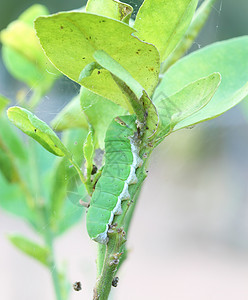 绿色毛毛虫宏观毛虫荒野叶子美丽蠕虫害虫漏洞生物蝴蝶高清图片