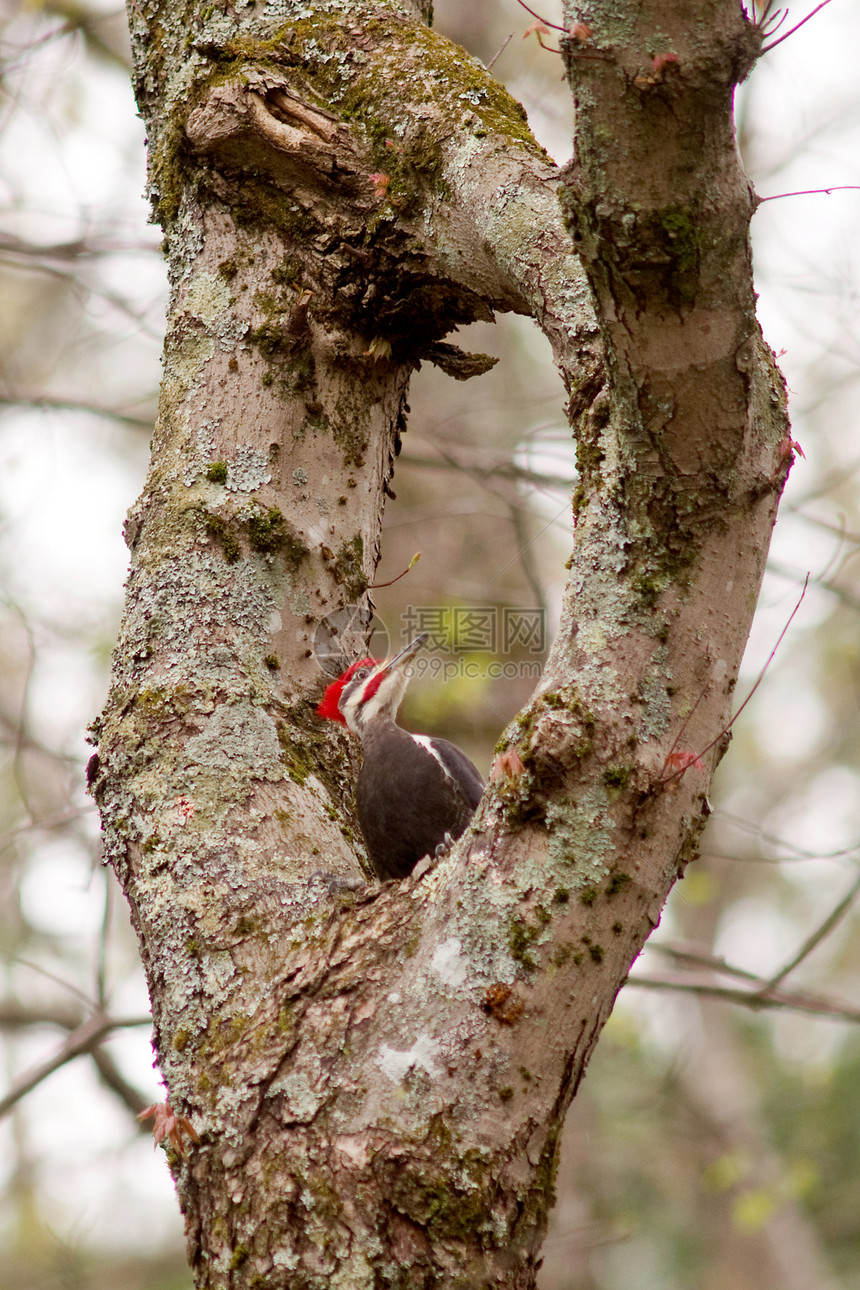 剪碎的木鸟啄木鸟山脉树木头发红色红帽鸟类大鸟图片