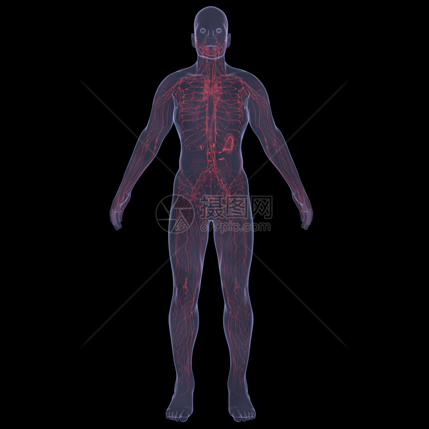 X光照片 一个人的X光图片技术药品生物学胆量男性腹部内分泌器官男人蓝色图片