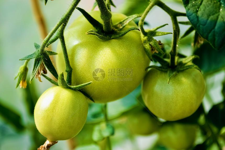 树枝上的绿色西红柿生长花园生产叶子乡村食物植物群收成农业温室图片