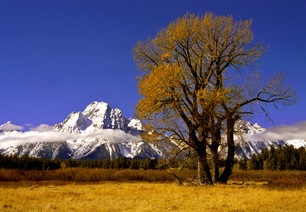 孤树风景峰会远足黄色叶子山峰山脉背景图片