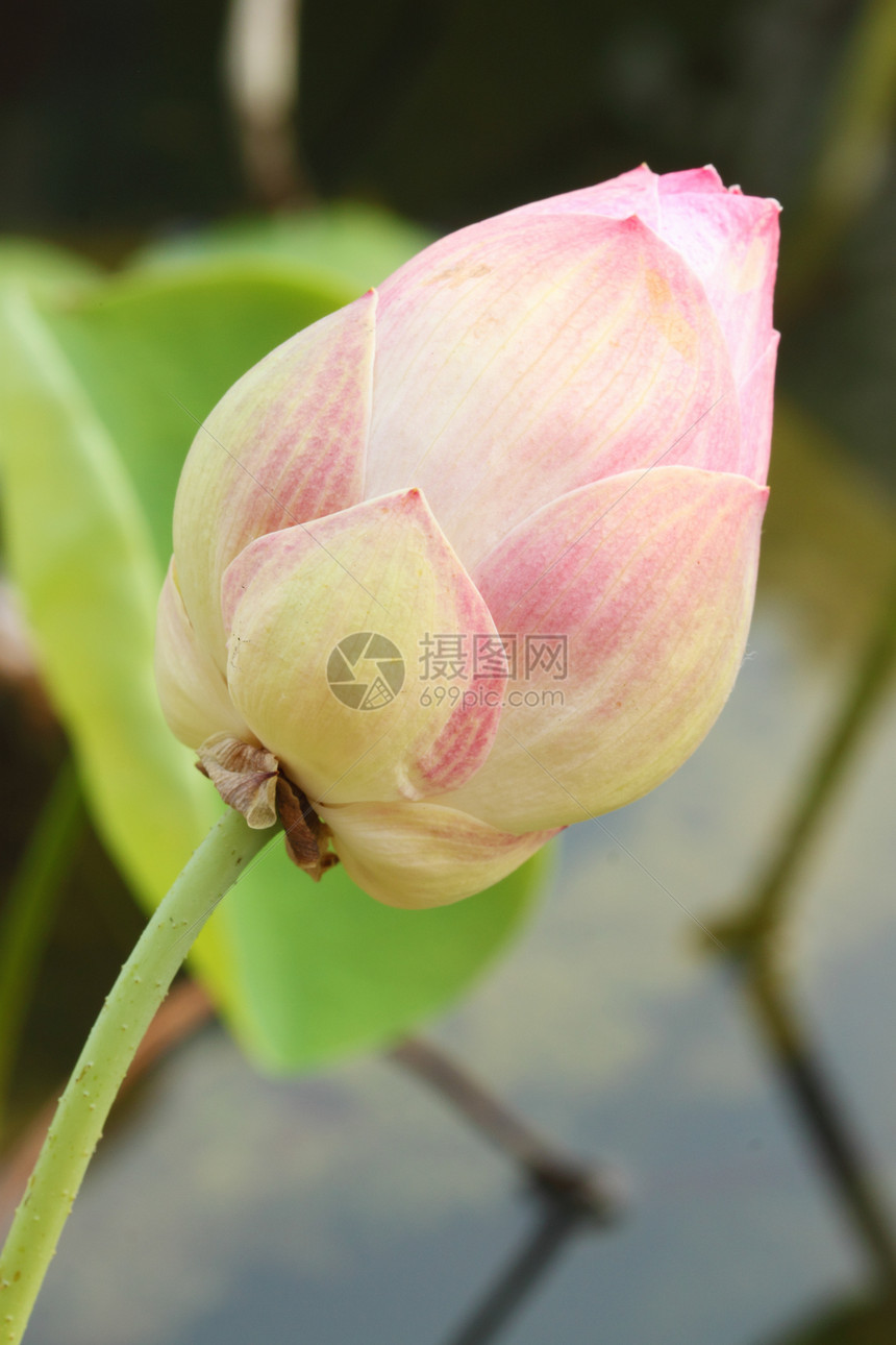 莲花芽百合软垫荷花植物学花园花瓣花萼风化植物核桃属图片