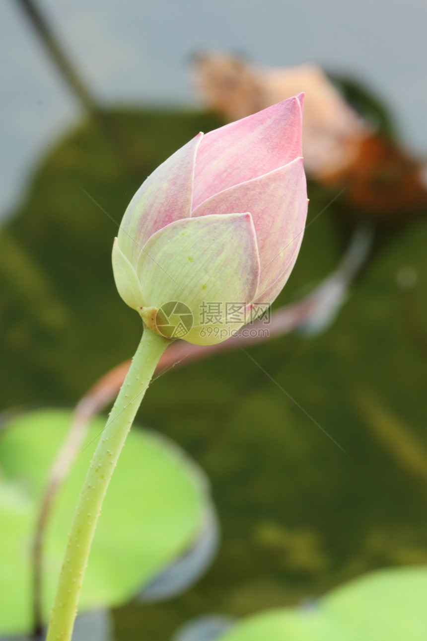 莲花芽百合异国荷花植物学生物学灌木叶子核桃属花萼植物图片