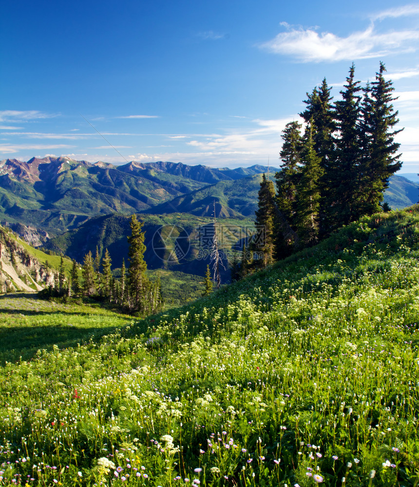 阿尔卑斯格林里树木山峰峰会山脉草地风景远足绿色植物花朵图片
