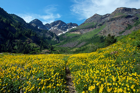 黄黄草地黄色风景山峰山脉远足峰会荒野花朵背景图片