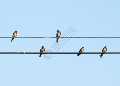 电线上的雨燕羽毛高的高清图片