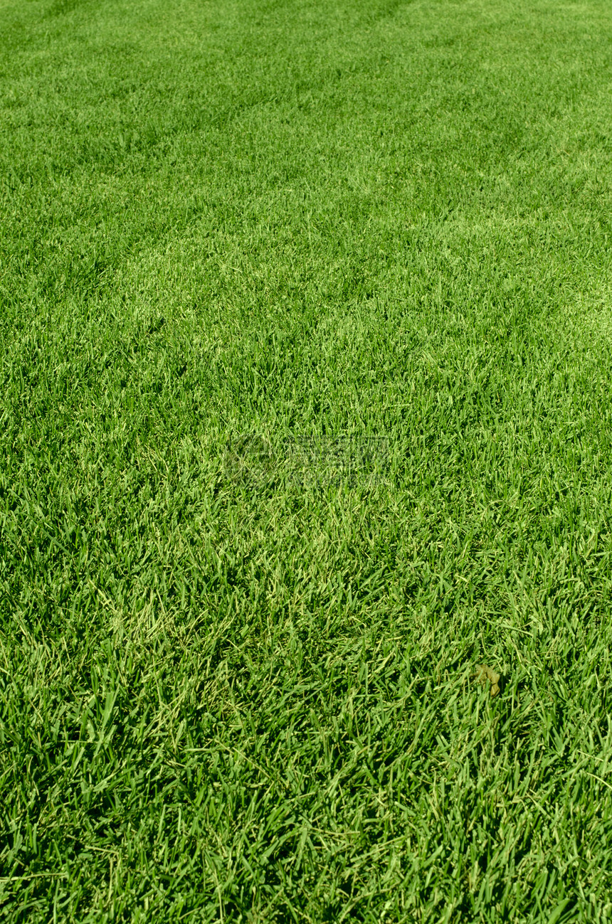 绿色绿草质足球高尔夫球草地框架草原院子环境绿色植物运动公园图片