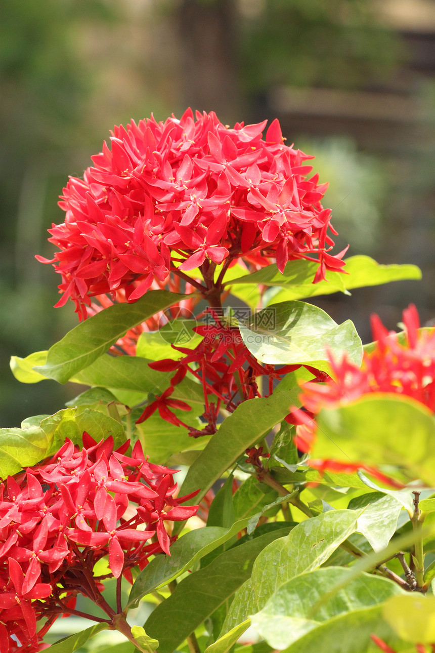 红色热带生长花店火焰植物群花瓣美丽衬套茉莉花丛林图片