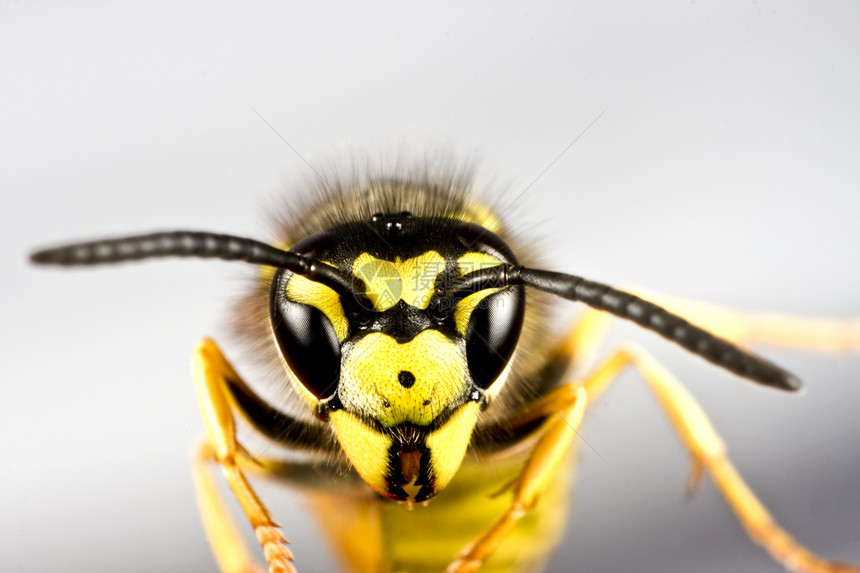 灰色背景中的黄蜂头生物天线蜜蜂夹克黄色探者对象蜂蜜昆虫动物图片