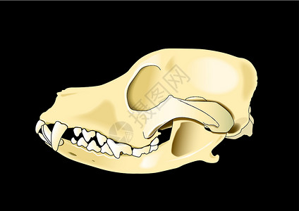 动物头骨狗头骨横向交叉骨收音机学习药品动物病理骨骼外科小狗解剖学设计图片