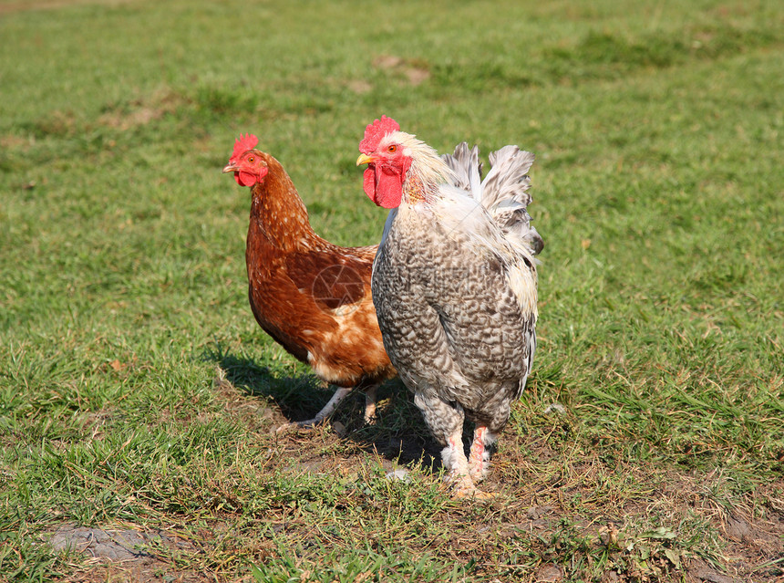 彩色明亮的公鸡和鸡母鸡家禽犯规翅膀男性脖子尾巴农场羽毛夫妻图片